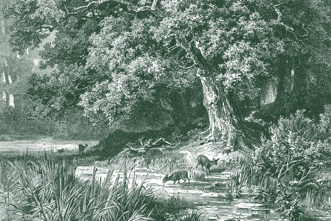 Une gravure ancienne montre une forêt dense avec un grand arbre au bord d'un ruisseau. Des renards se promènent au bord de l'eau, et des herbes et des buissons épais bordent la rive, créant une scène paisible et sauvage.