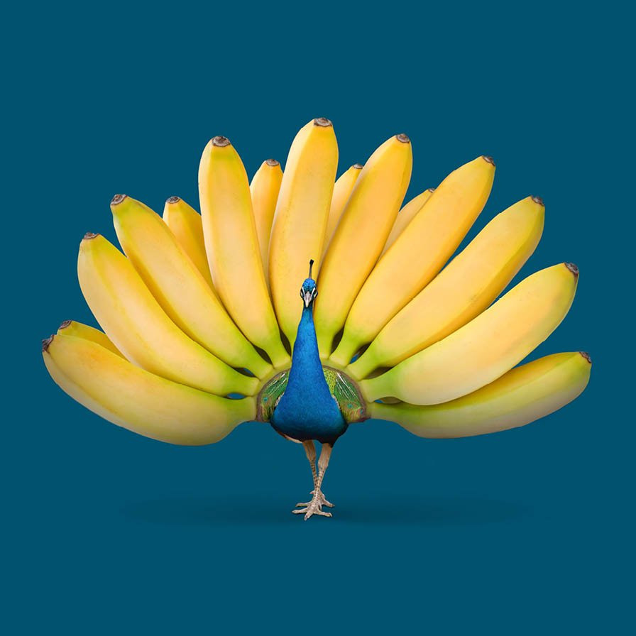 Un paon se tient debout, les plumes de sa queue remplacées par un éventail de bananes jaunes, sur un fond sarcelle uni - parfait pour un article de style de vie original dans un magazine luxembourgeois.