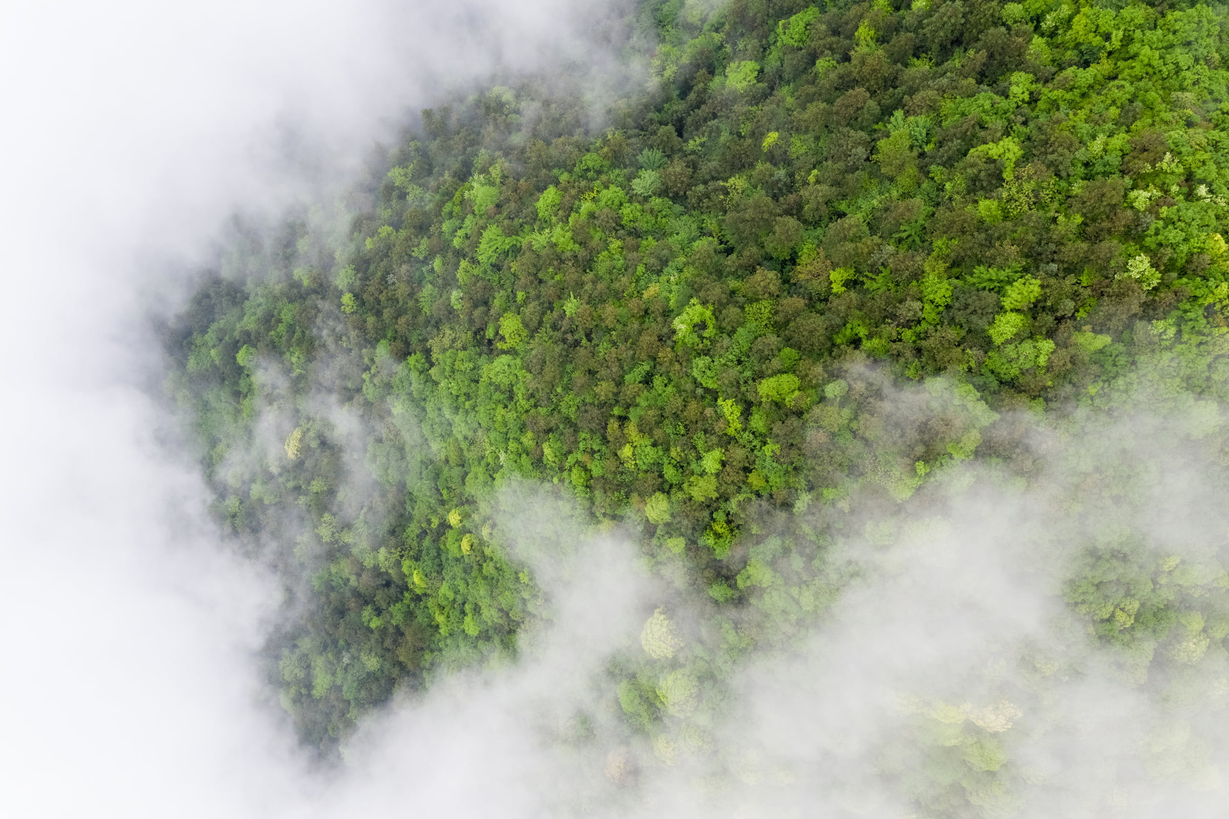Vue aérienne d'une forêt verdoyante partiellement recouverte de brume, avec une canopée dense et des taches de brouillard dérivant au-dessus de la cime des arbres.