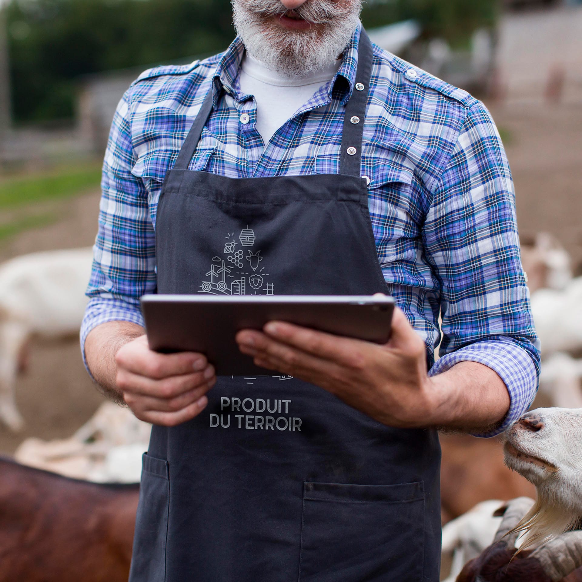 Un homme barbu, vêtu d'une chemise à carreaux et d'un tablier, utilise une tablette à l'extérieur, dans une ferme, avec des chèvres visibles à l'arrière-plan.