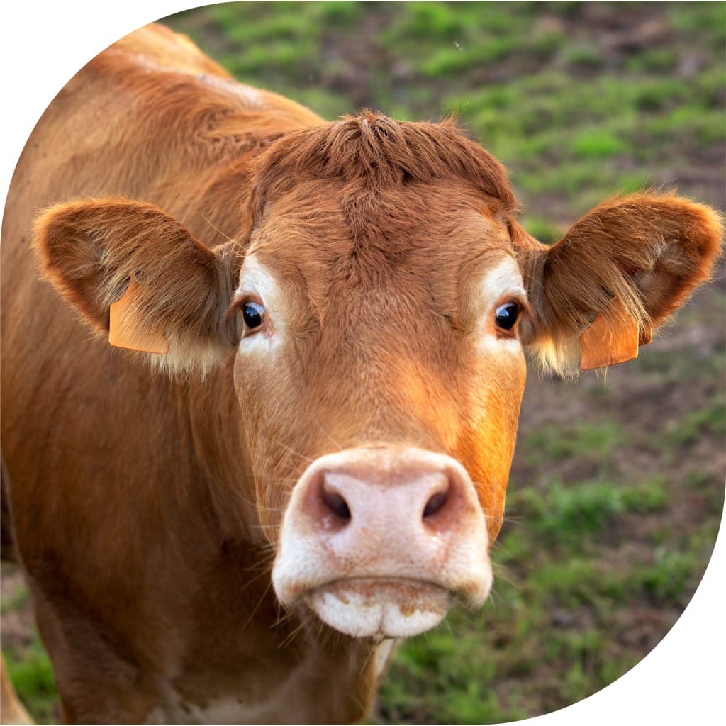 Gros plan d'une vache brune portant des marques auriculaires, debout sur un sol herbeux, regardant directement l'appareil photo. L'arrière-plan est légèrement flou, ce qui met en valeur le visage de la vache.