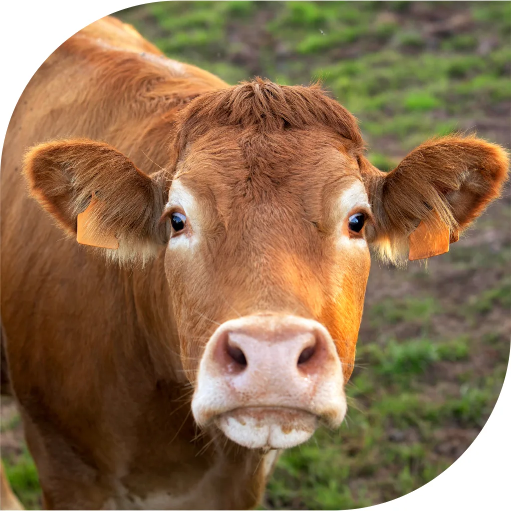 Gros plan d'une vache brune portant des marques auriculaires, debout sur un sol herbeux, regardant directement l'appareil photo. L'arrière-plan est légèrement flou, ce qui met en valeur le visage de la vache.