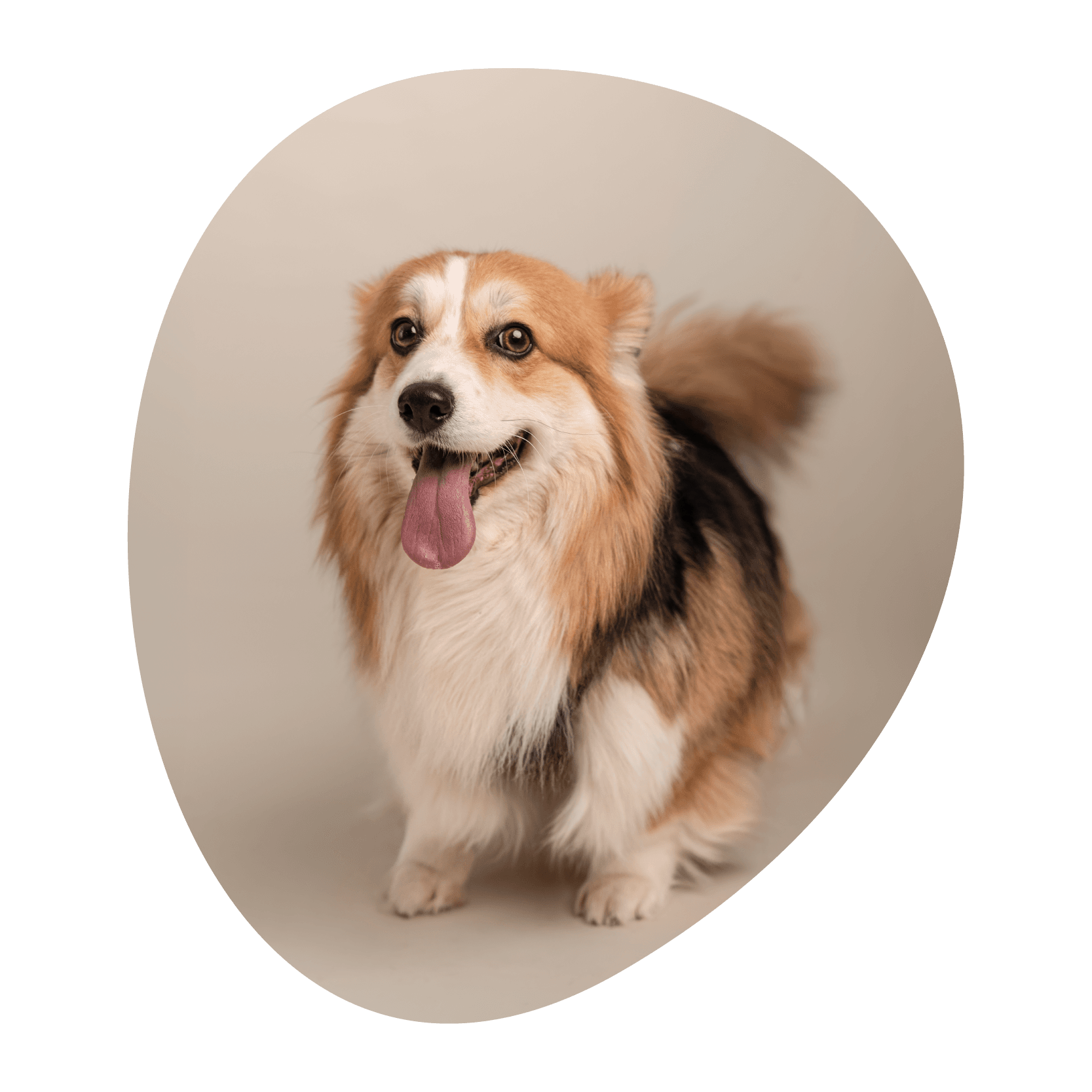 Un chien corgi tricolore duveteux à l'expression joyeuse est assis sur un fond clair, regardant vers l'avant en tirant la langue.